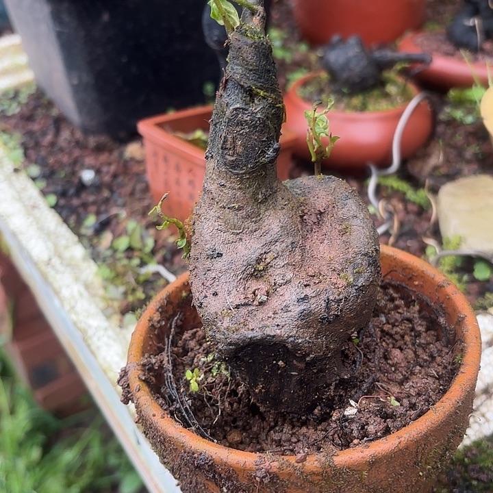 了一句后才反应过去