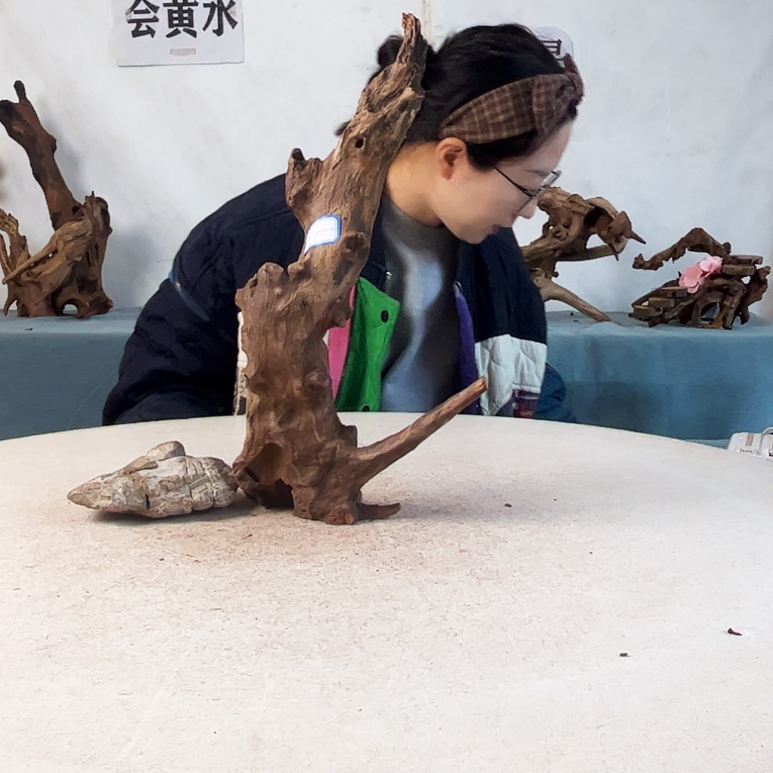 沉木造景爬宠造景