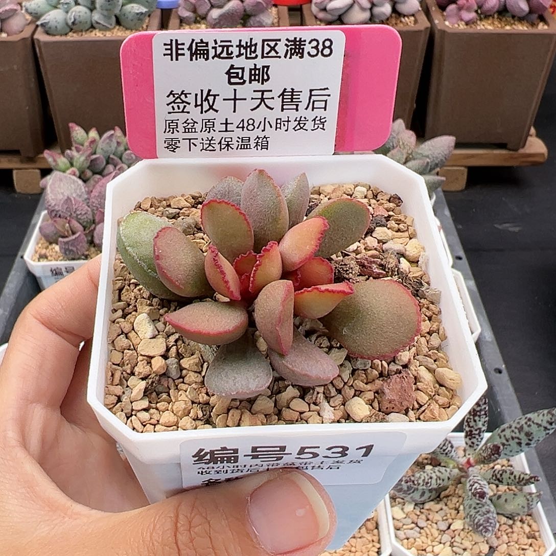 531梦露多肉植物