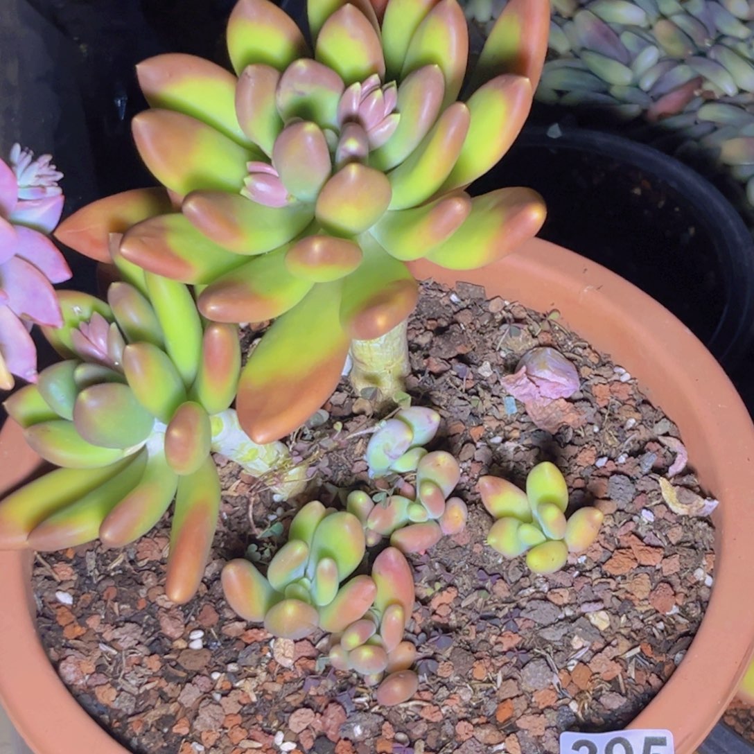 多肉植物金蟾群395