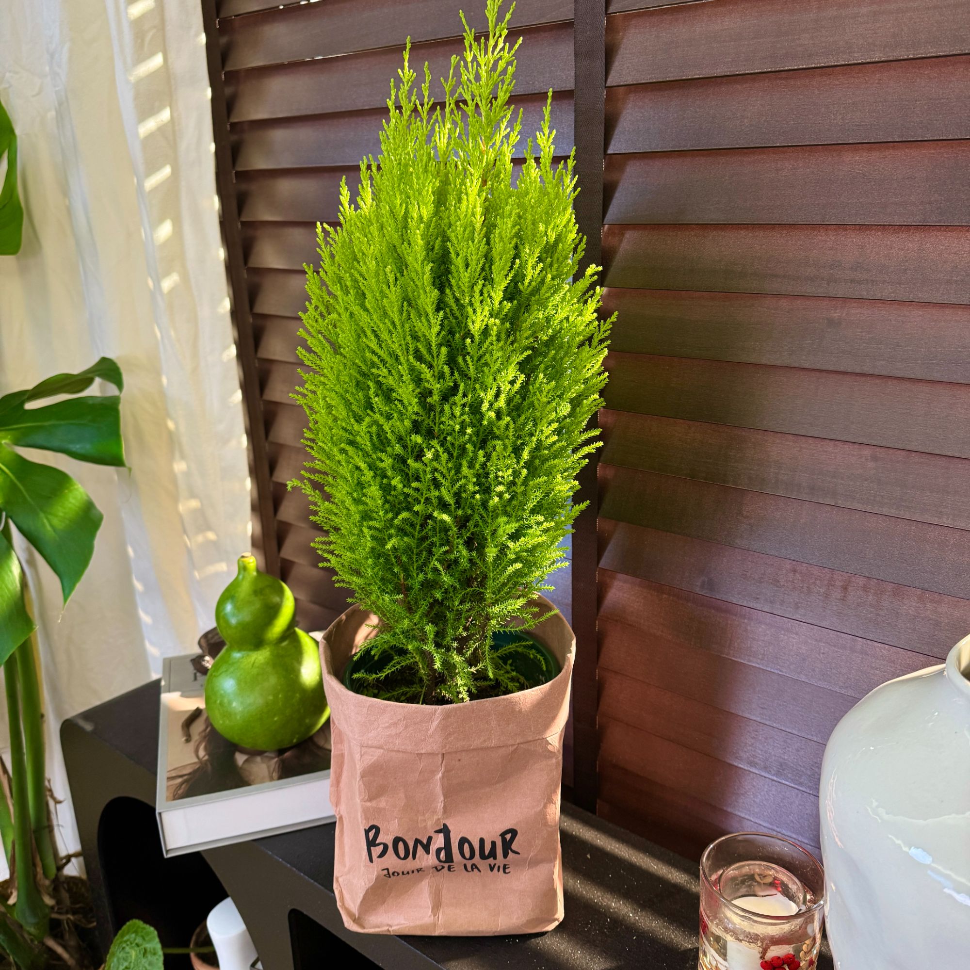 【香松】圣诞氛围绿植盆栽带香味可驱蚊四季常青耐寒适合室内外