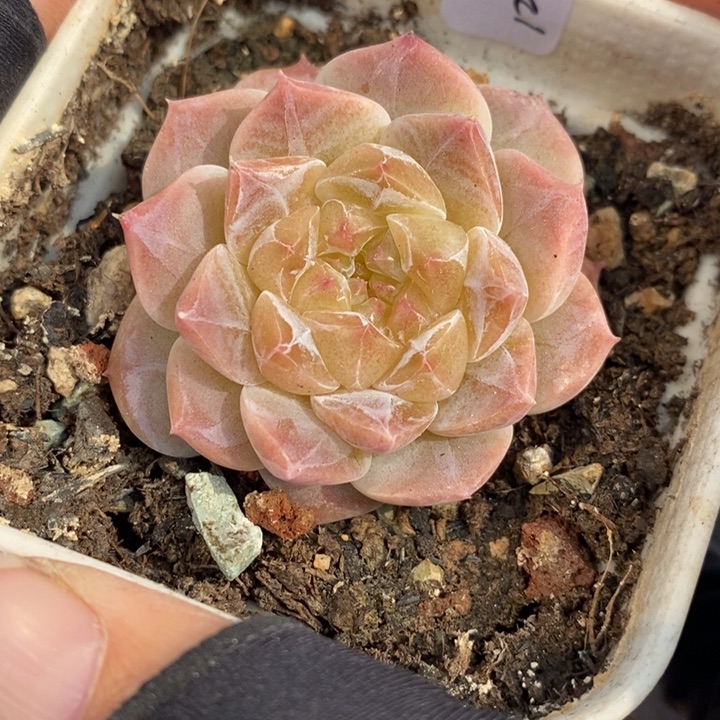 1202-619，冰魄多肉