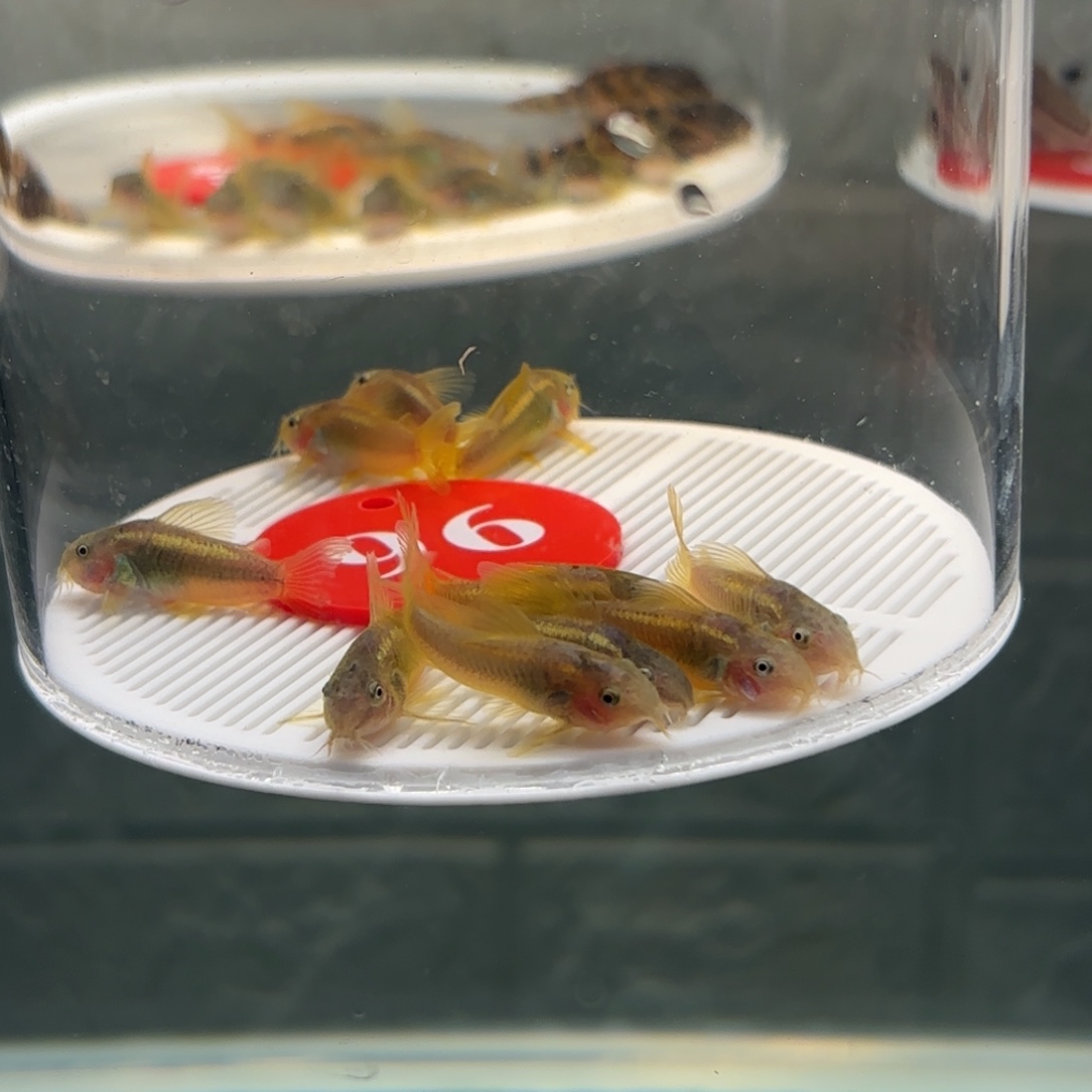 小***活清道夫鱼金线金鼠鱼10条3厘米左右，中通