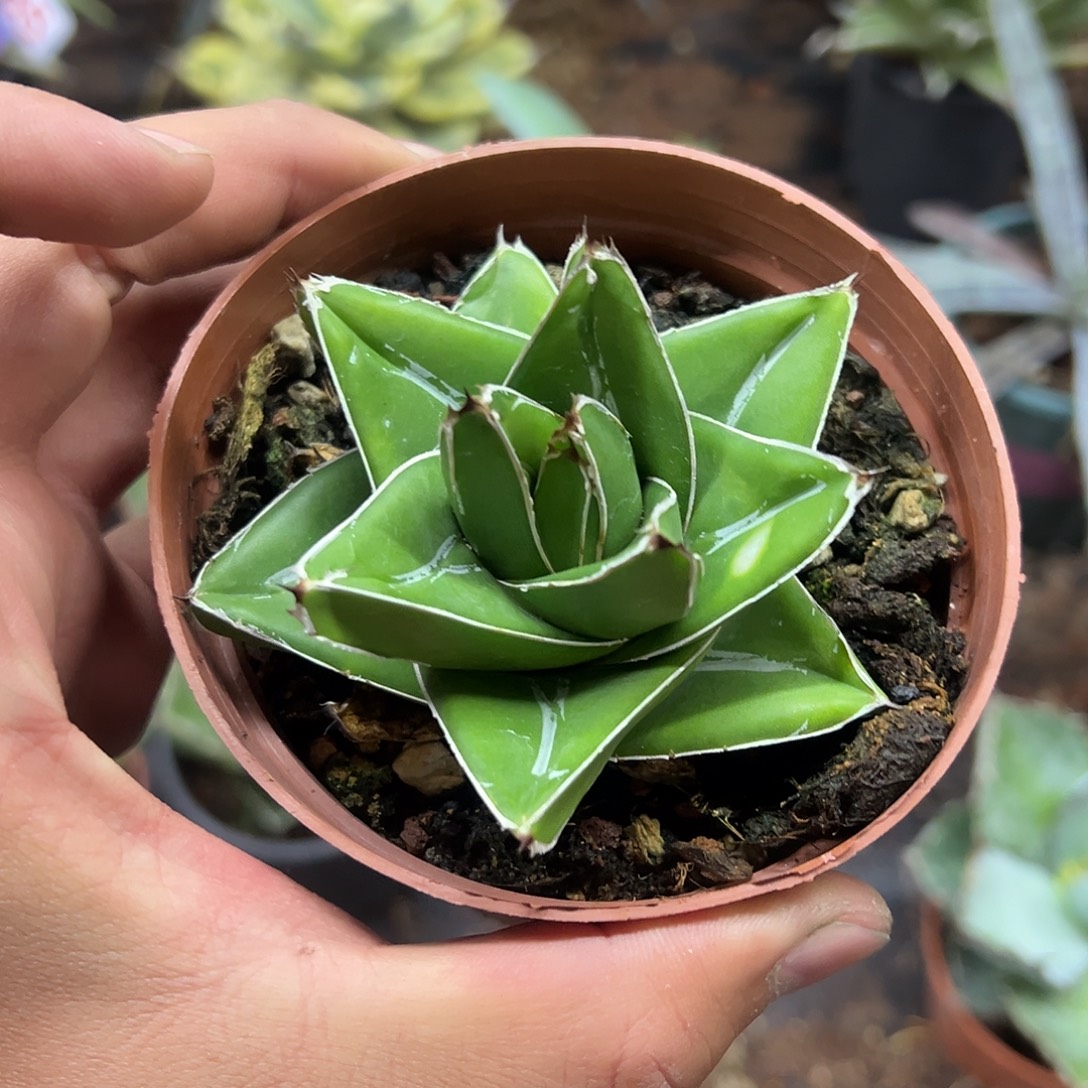 桃太郎龙舌兰系列