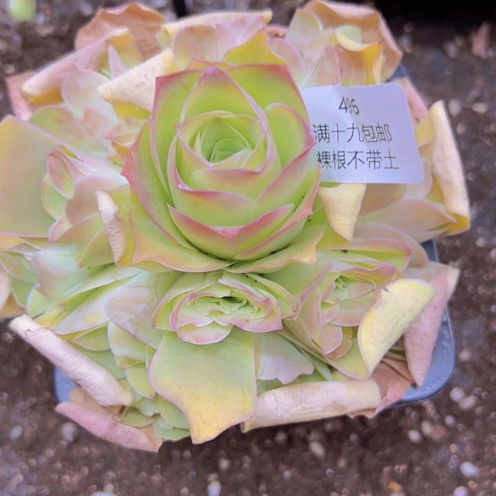 496 裸根不带土发货