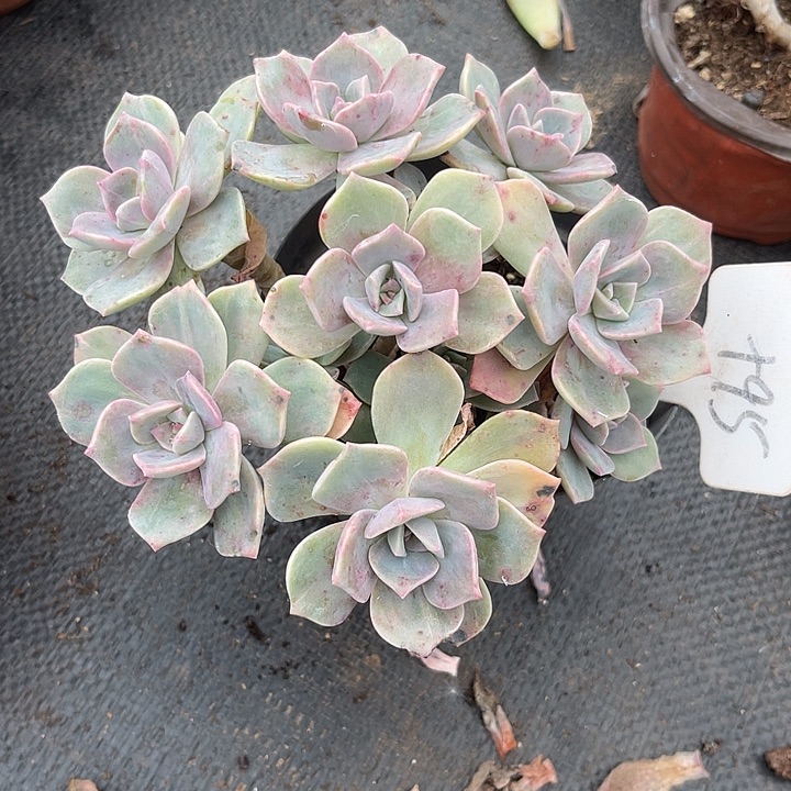 两单包邮，一物一拍95变异