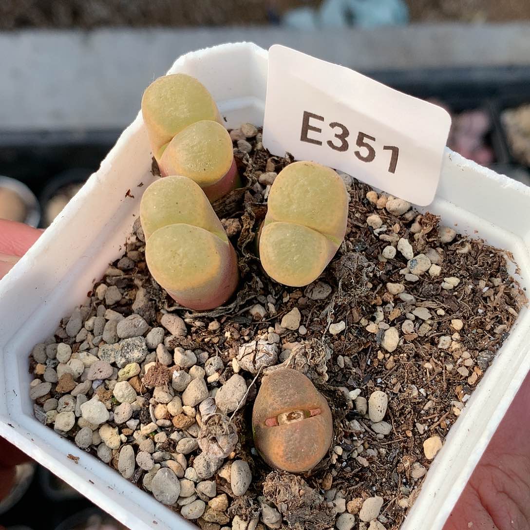 远**)E351多肉植物保护