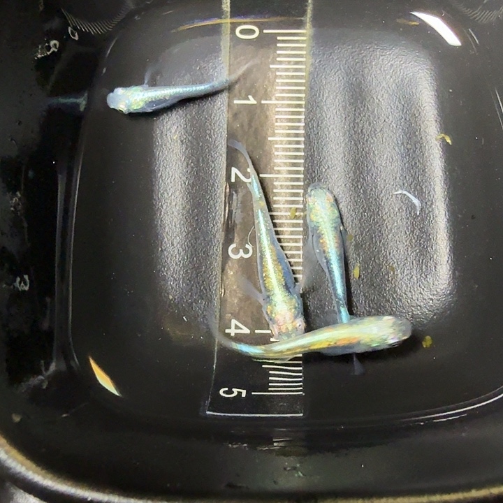 青鳉鱼45号拍品黑衣