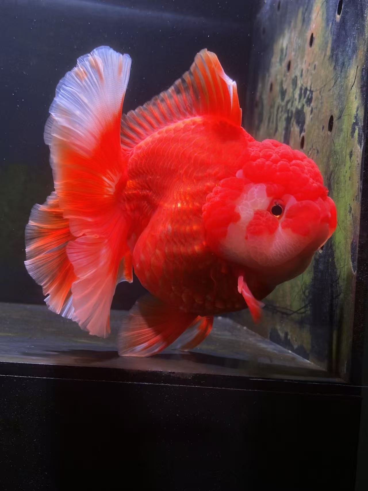 百褶泰狮冷水观赏鱼好养耐活的千褶尾金鱼