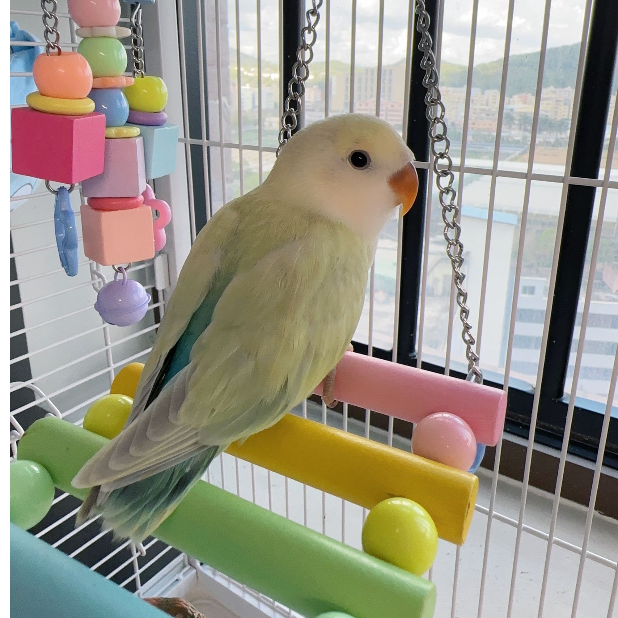 手养亲人活体牡丹鹦鹉半毛幼鸟牡丹鹦鹉观赏鸟面类桃脸（一物一拍）