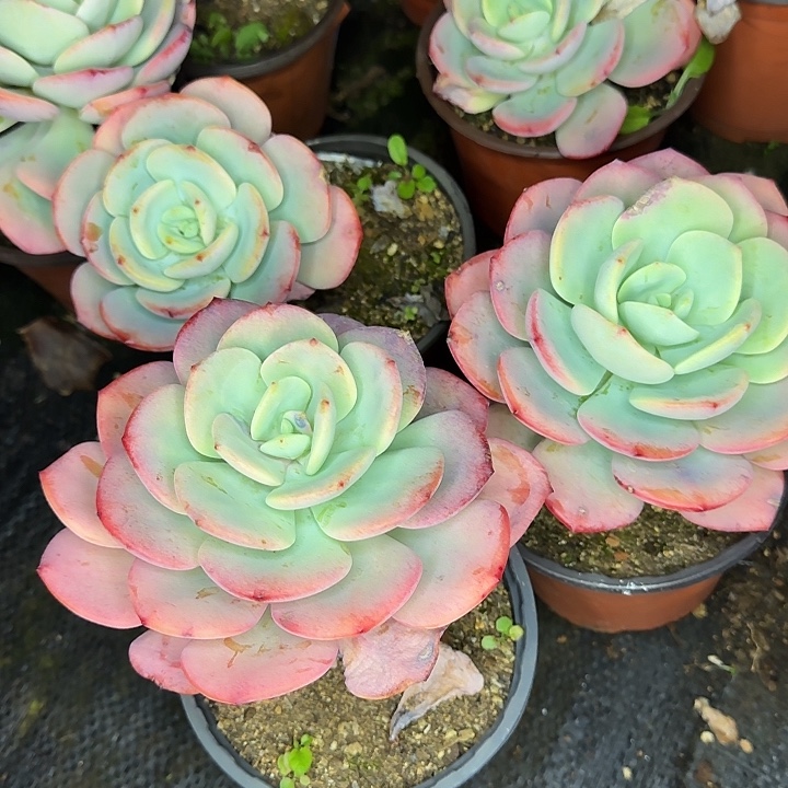 量拍白月光单头3棵一组