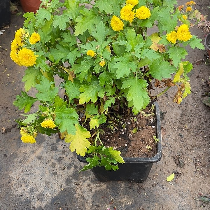 七***水38菊花菊花计划经济