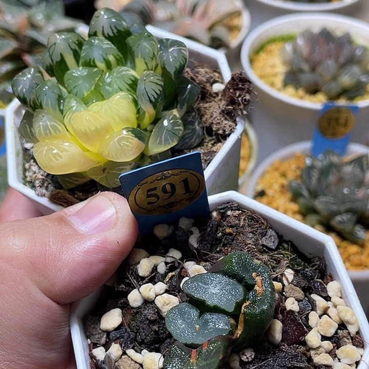 591福利两个一起发一物