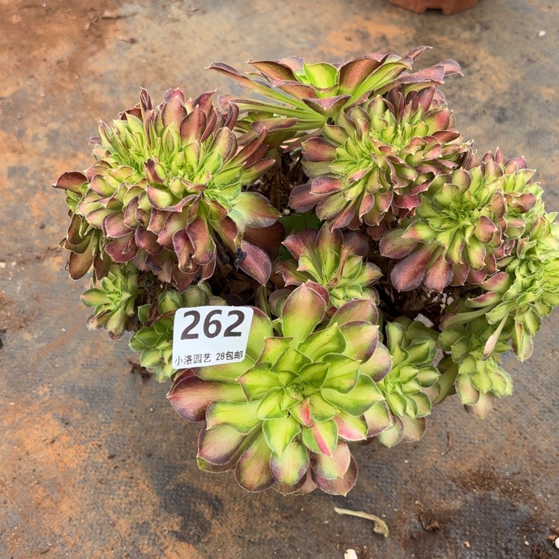 262号韶华缀化多肉植物