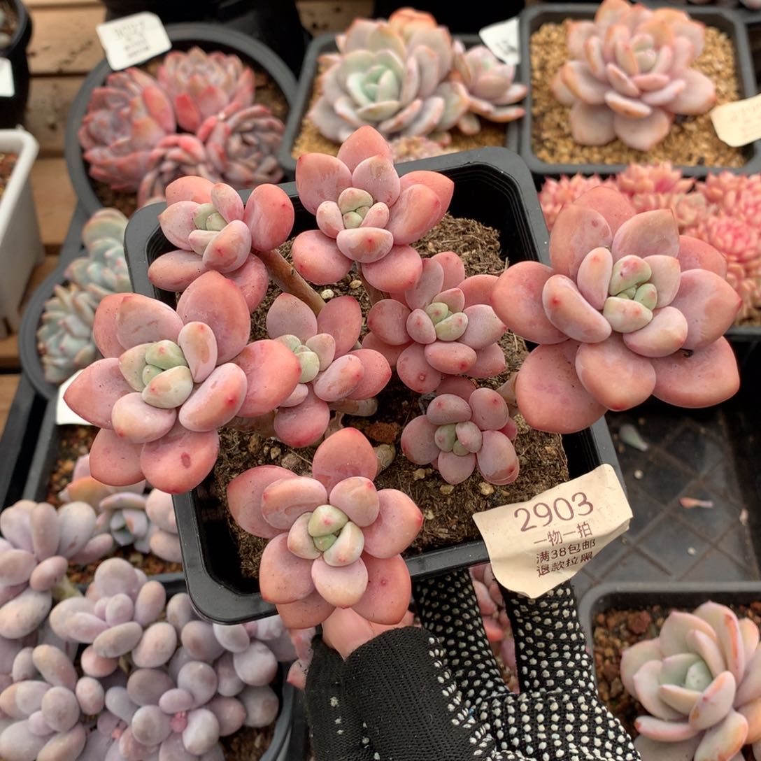 14厘米八头香水洛神多肉2903