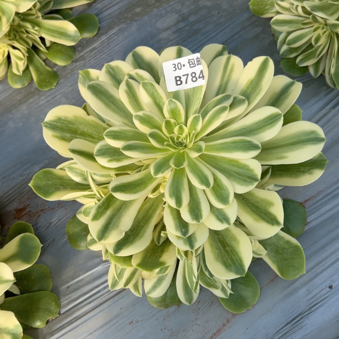 784 法师多肉，新尼亚量拍