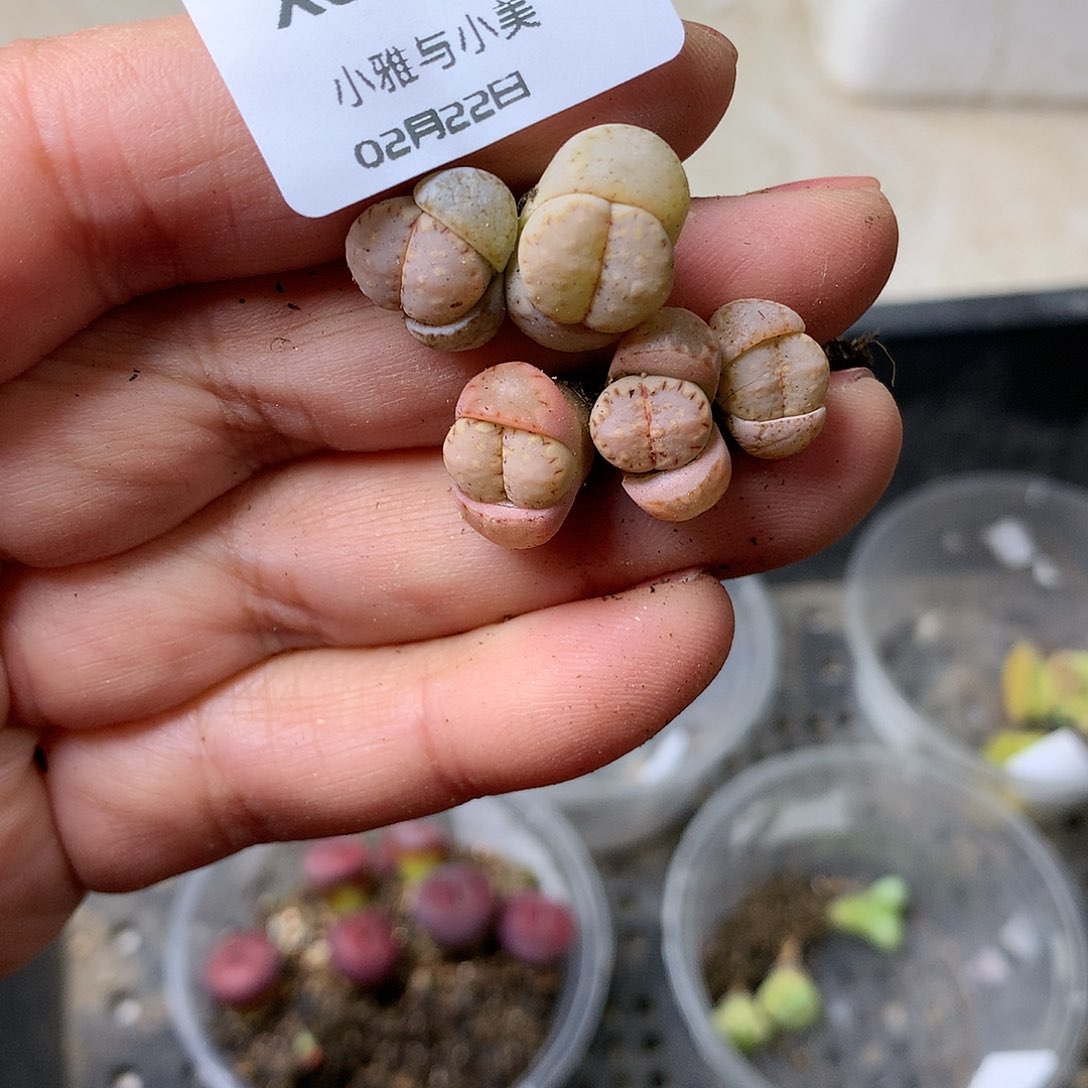 X300多肉植物保护研究所