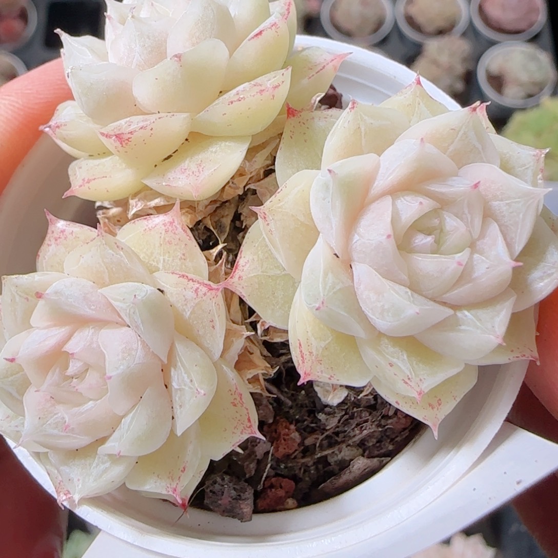 花语多肉1221-123白魔散