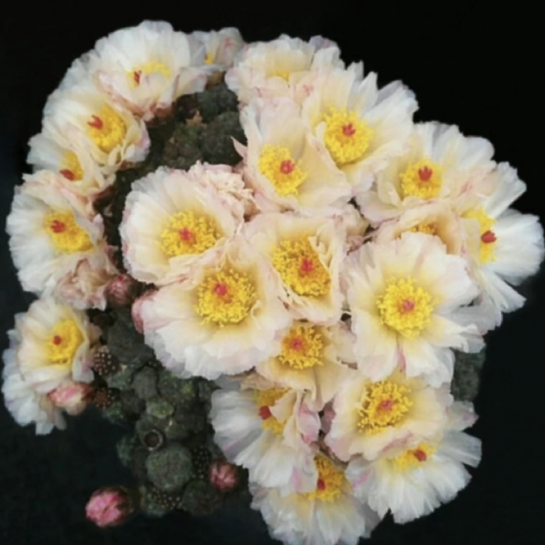 矮桩足球团扇群生仙人球盆栽开花易爆盆防辐射阳台庭院花卉绿植