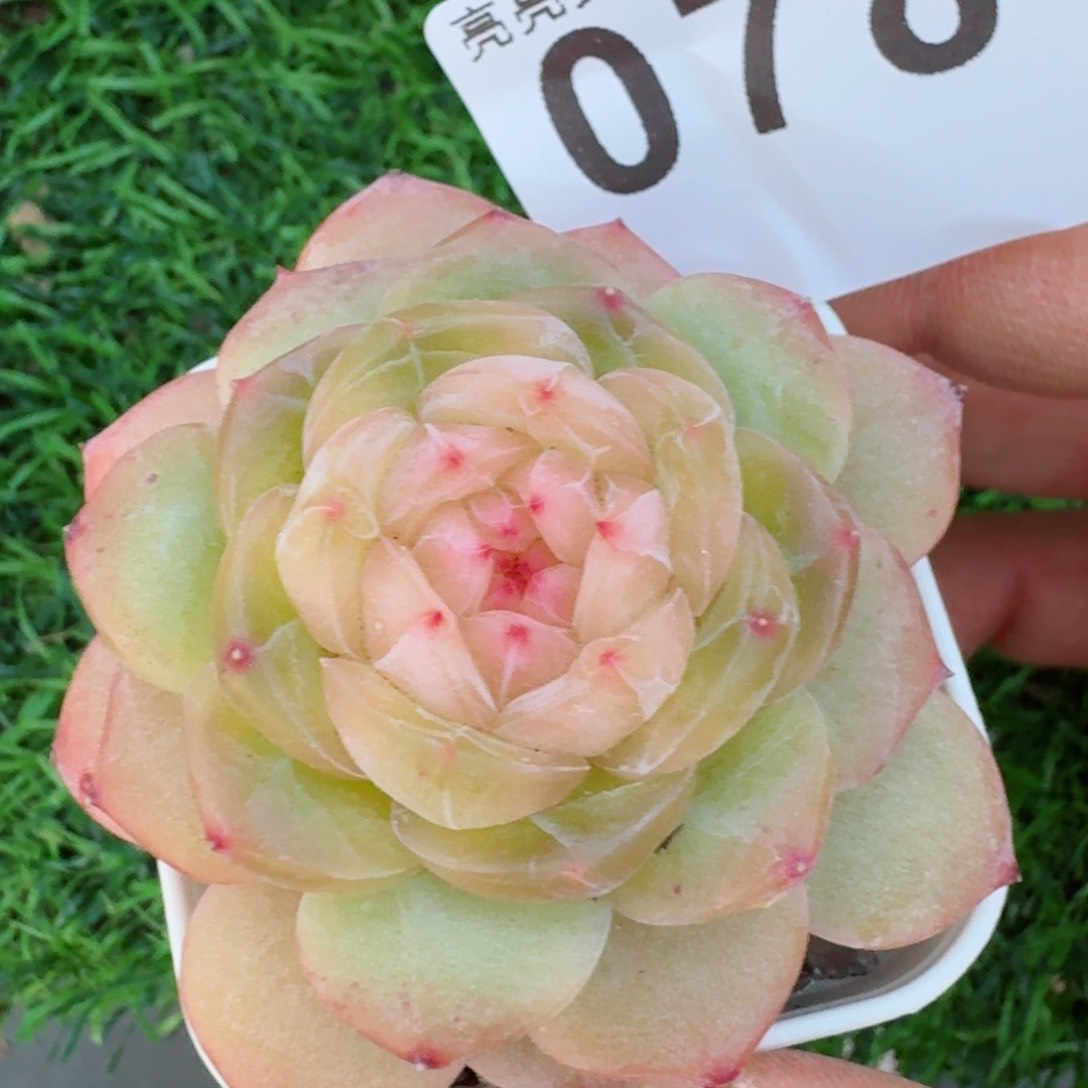 珍妮         多肉植物