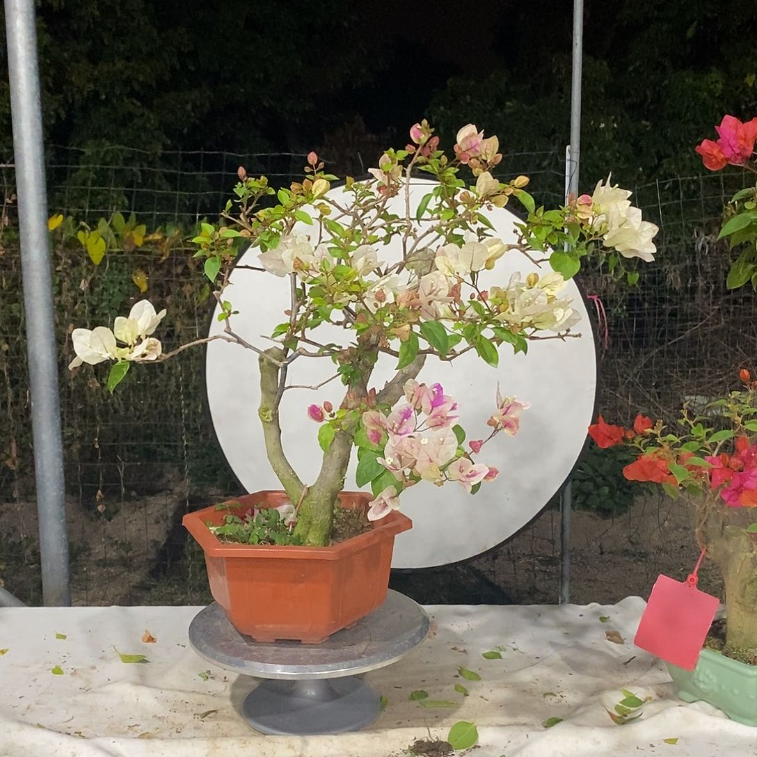 完全开放暖**?三角梅