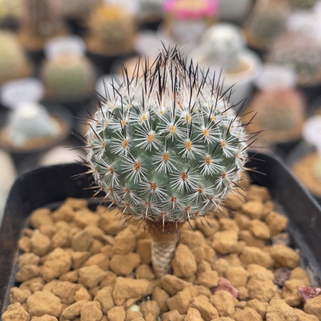 赤花美针玉      实生根
