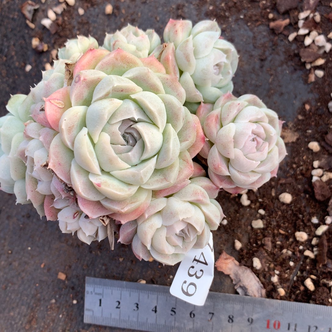 o**星7439杂交多肉植物