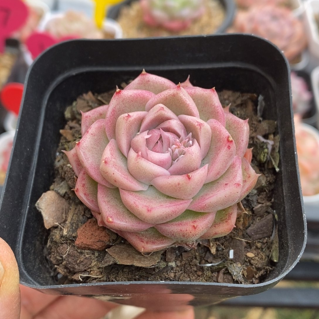 精品多肉一物一拍不包整95