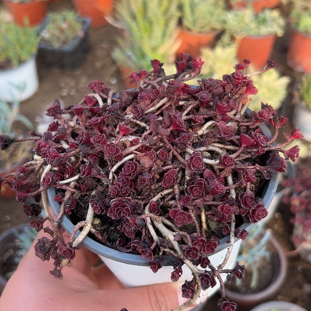 多肉植物小球玫瑰