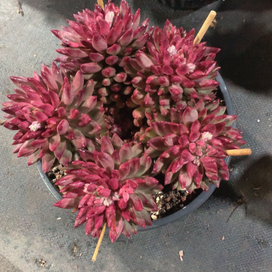多肉植物多肉植物是世界