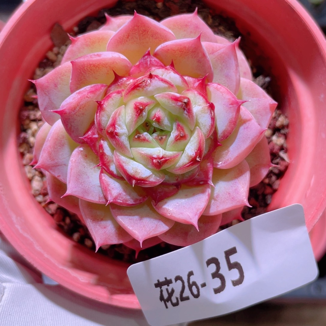 花利美26-35天鹅绒