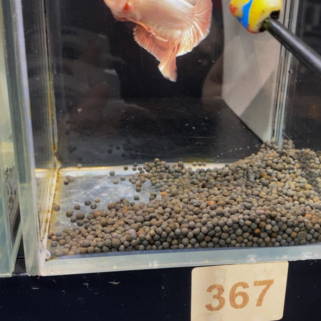 俊***斗鱼367巨斗111111