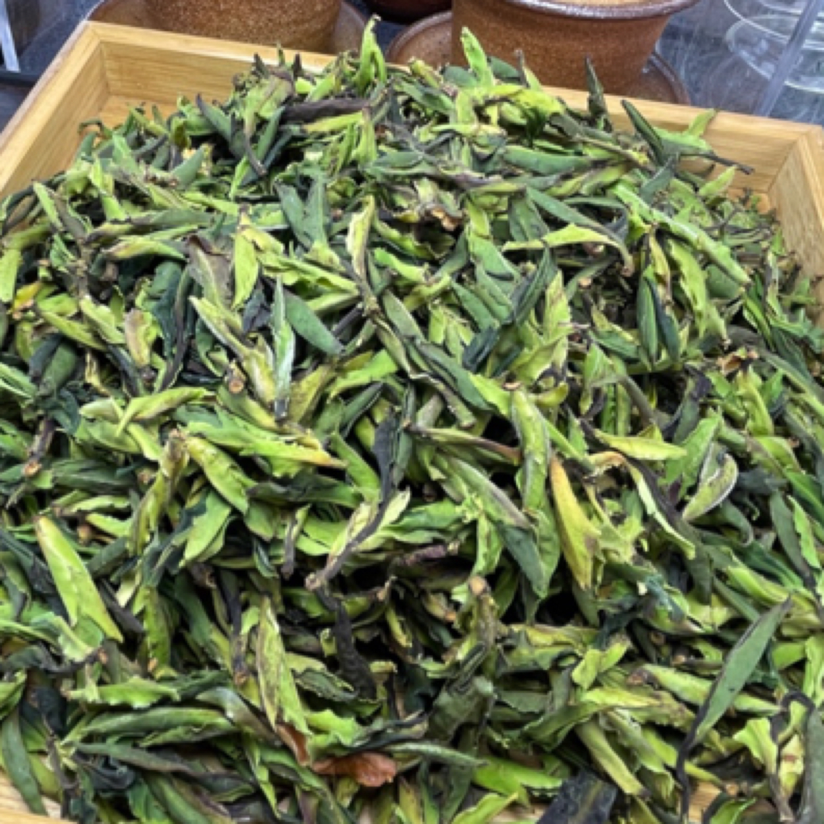 茗世推荐～云南腾冲2025报春芽，野生半开芽白茶（一碗水）