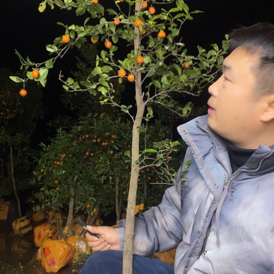 不开花植物金弹子庭院选手品质