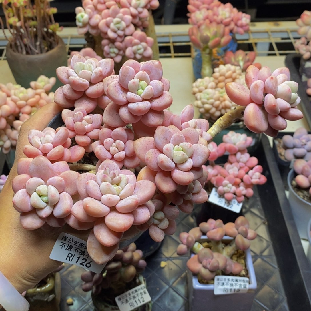 126樱花洛神多肉12c m