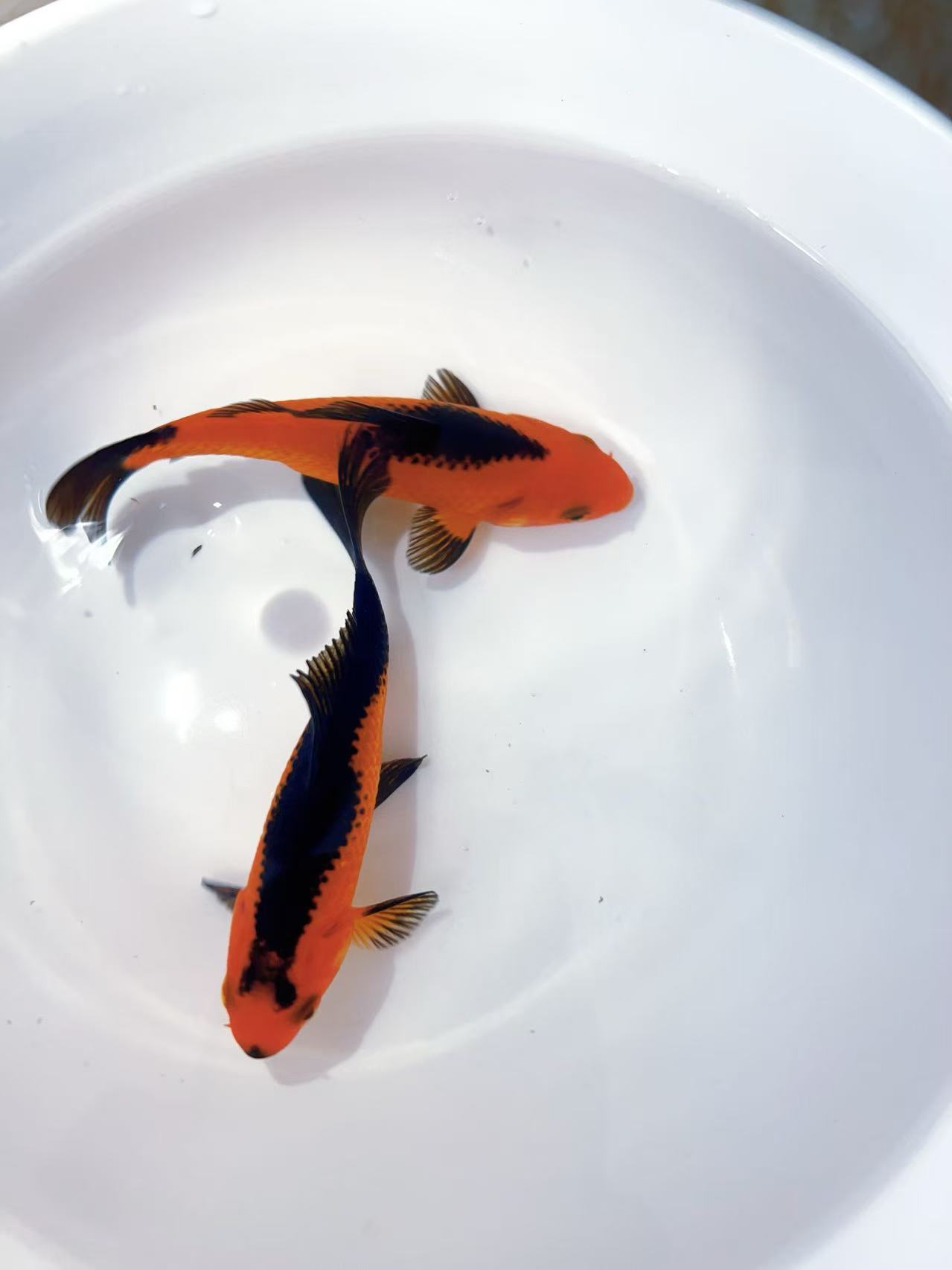 短尾草金直播链接，看好下单，不退不换