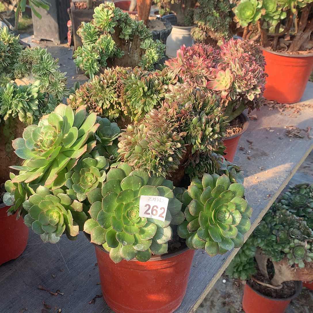 262万圣节缀化了