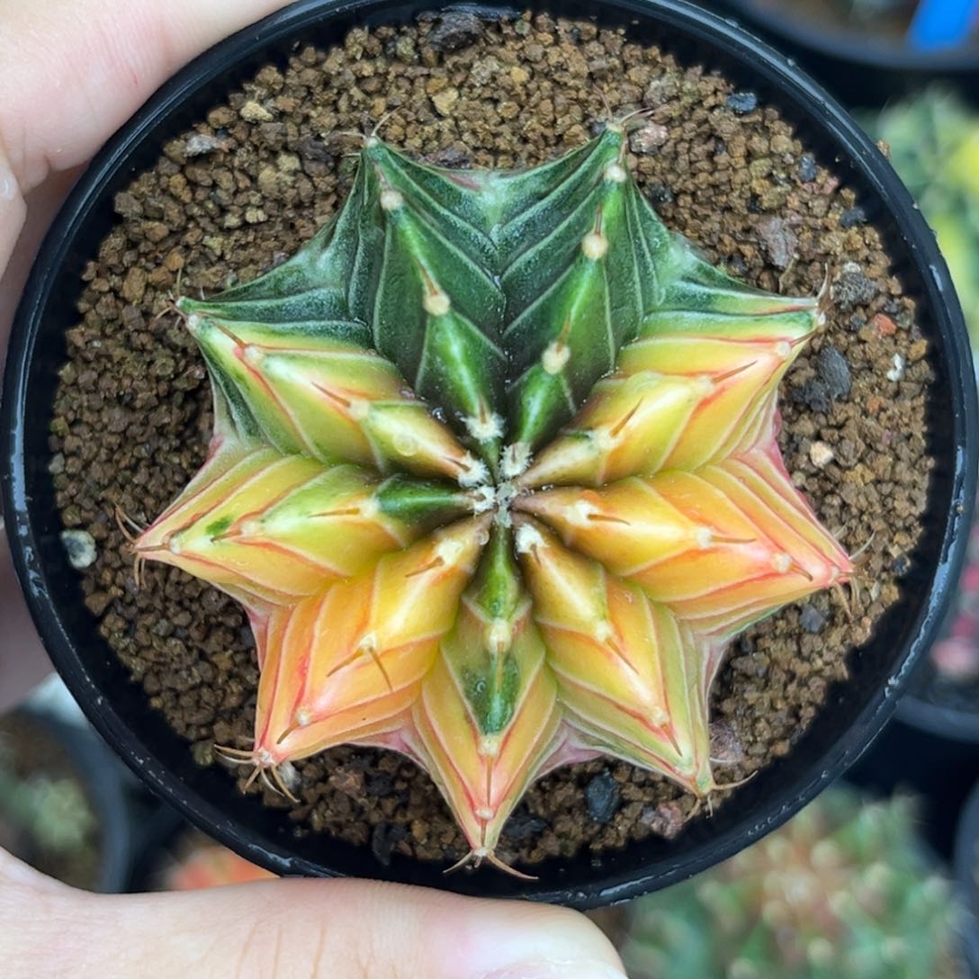 186    带盆土发货