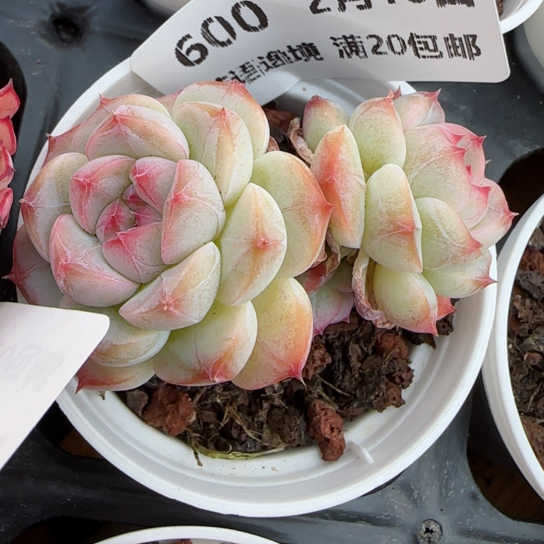 花语逸境0210-600