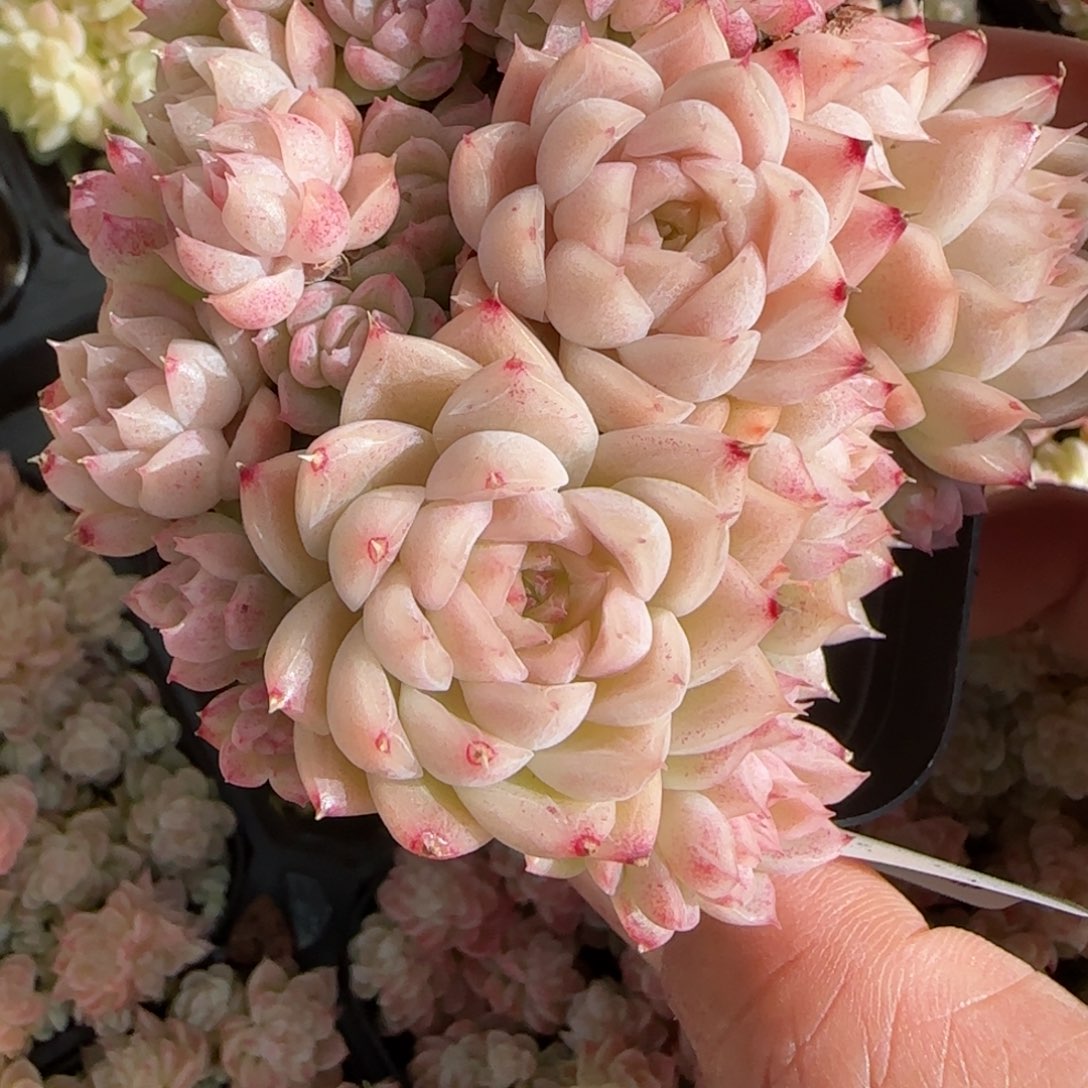 花语逸镜0130-643散