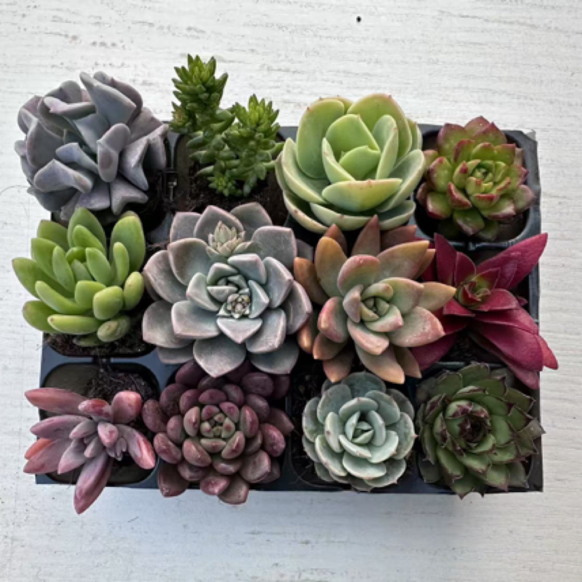 多肉植物组合12颗不同品种随机带穴盘发货盆栽绿植花卉易养阳