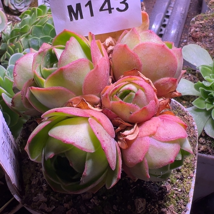 老***姐苗苗山地玫瑰多肉植物143