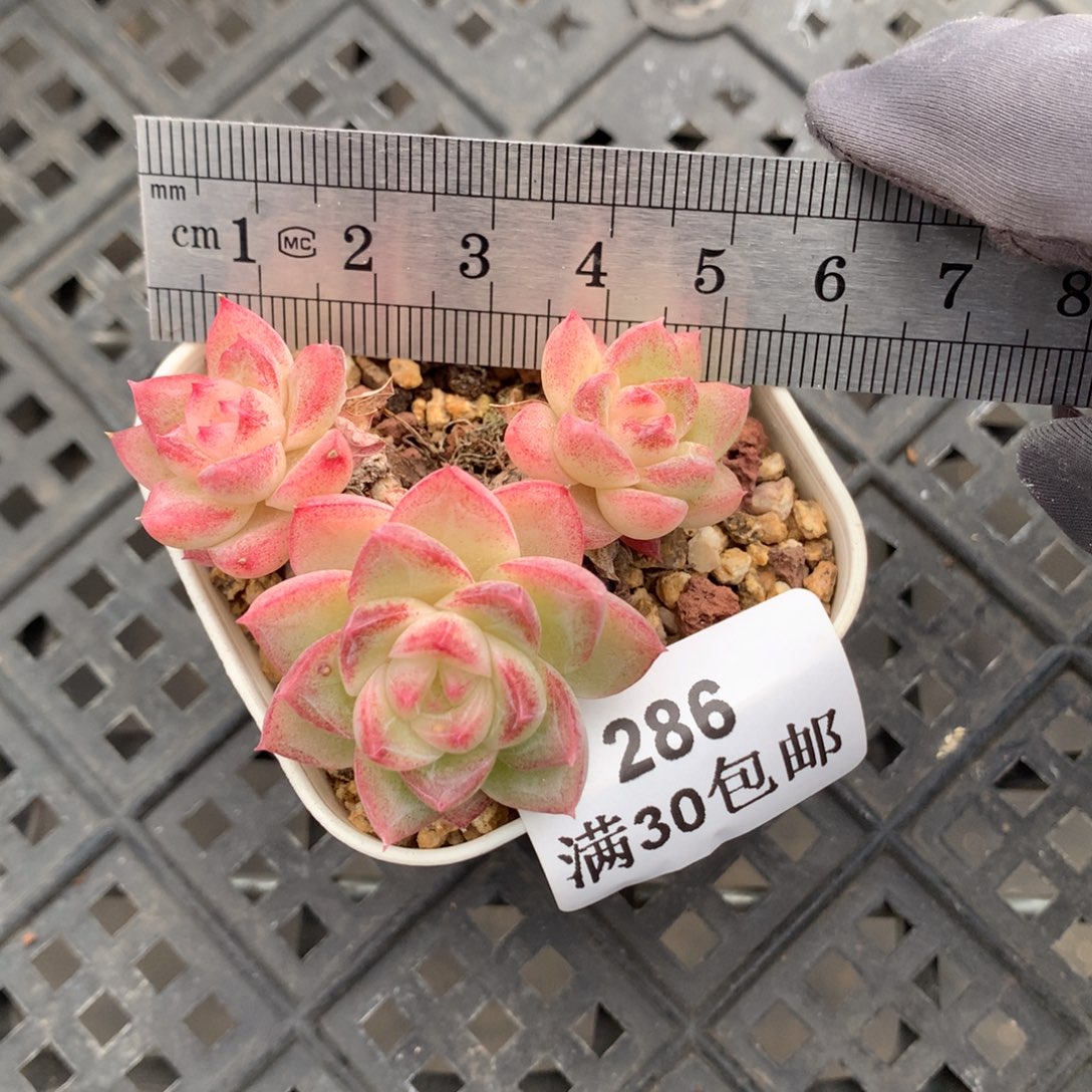 285。边线女王三头。