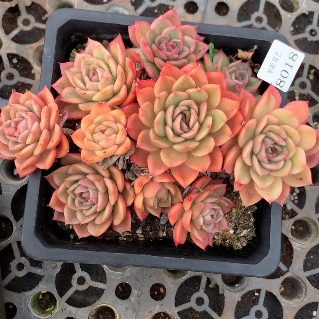 8018杂交多肉老桩