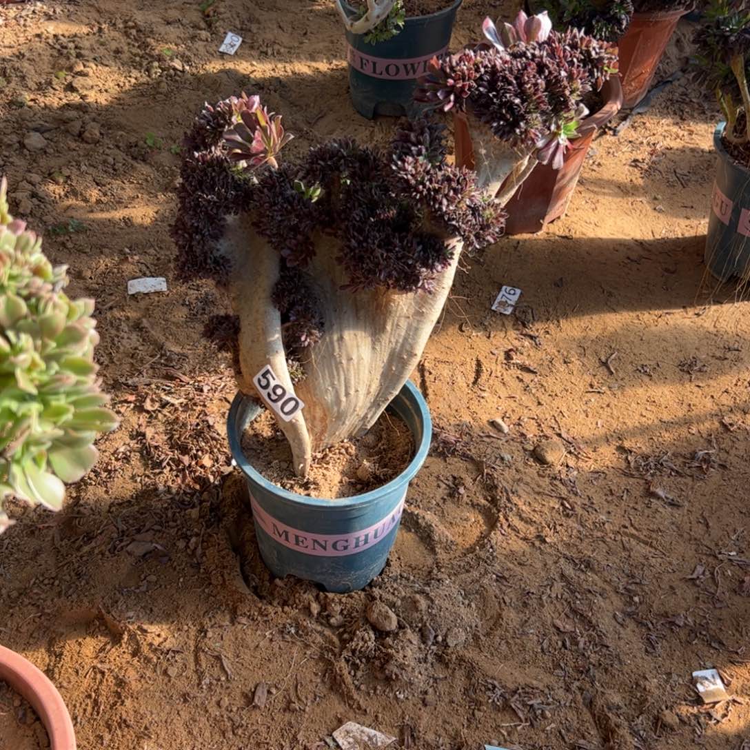 有伤黑缀590高度36厘米