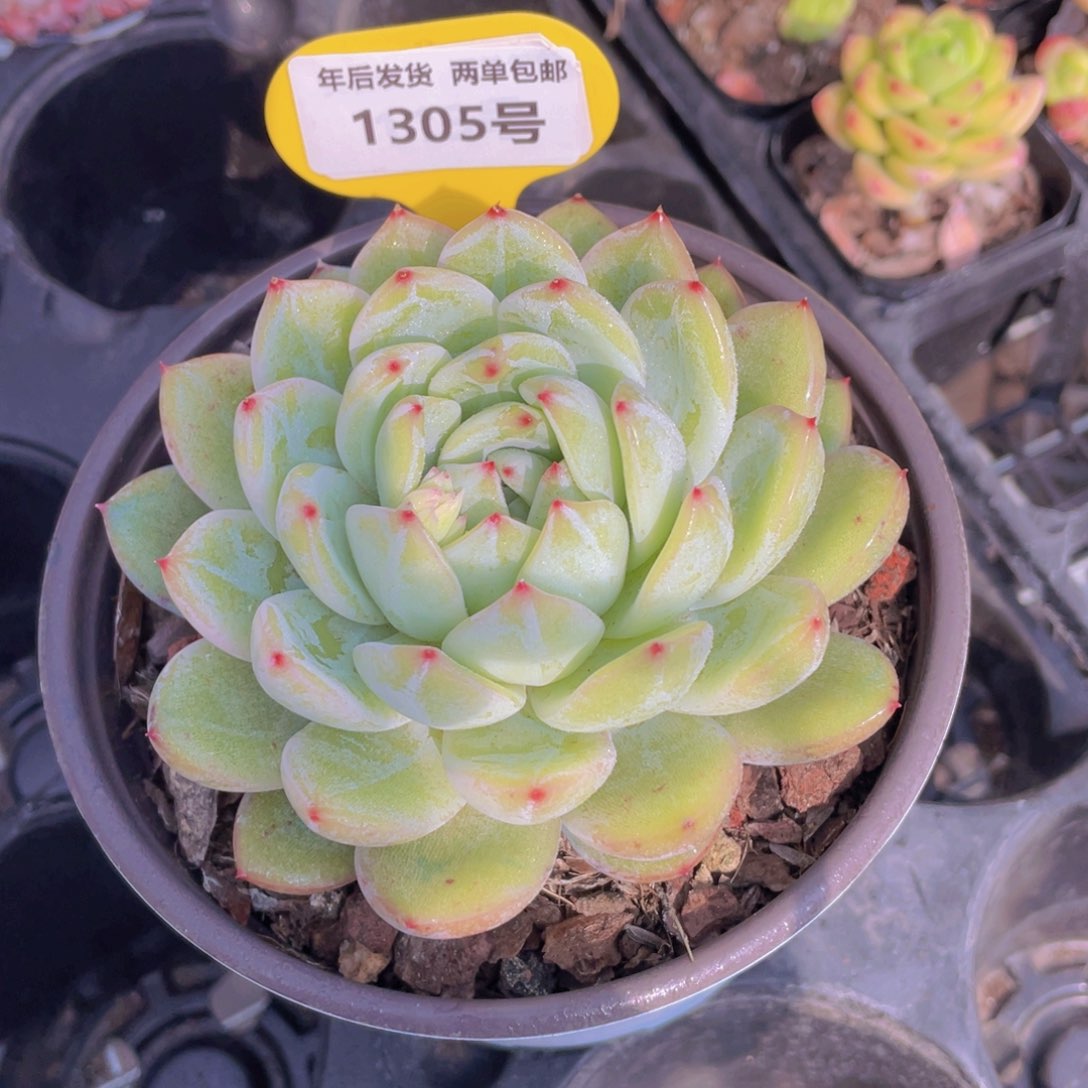 1305号 雪花珍妮大母本单头一个