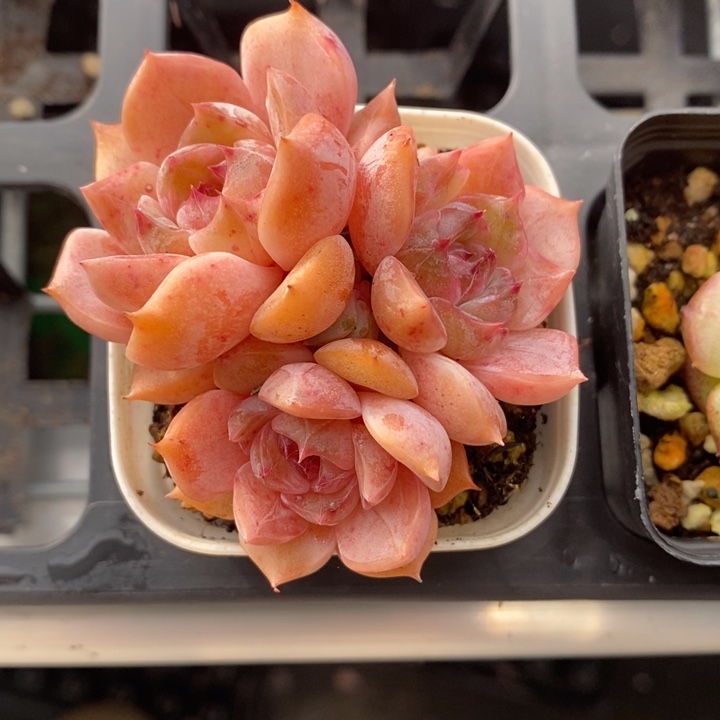 夜莺 夜莺 多肉 12.27