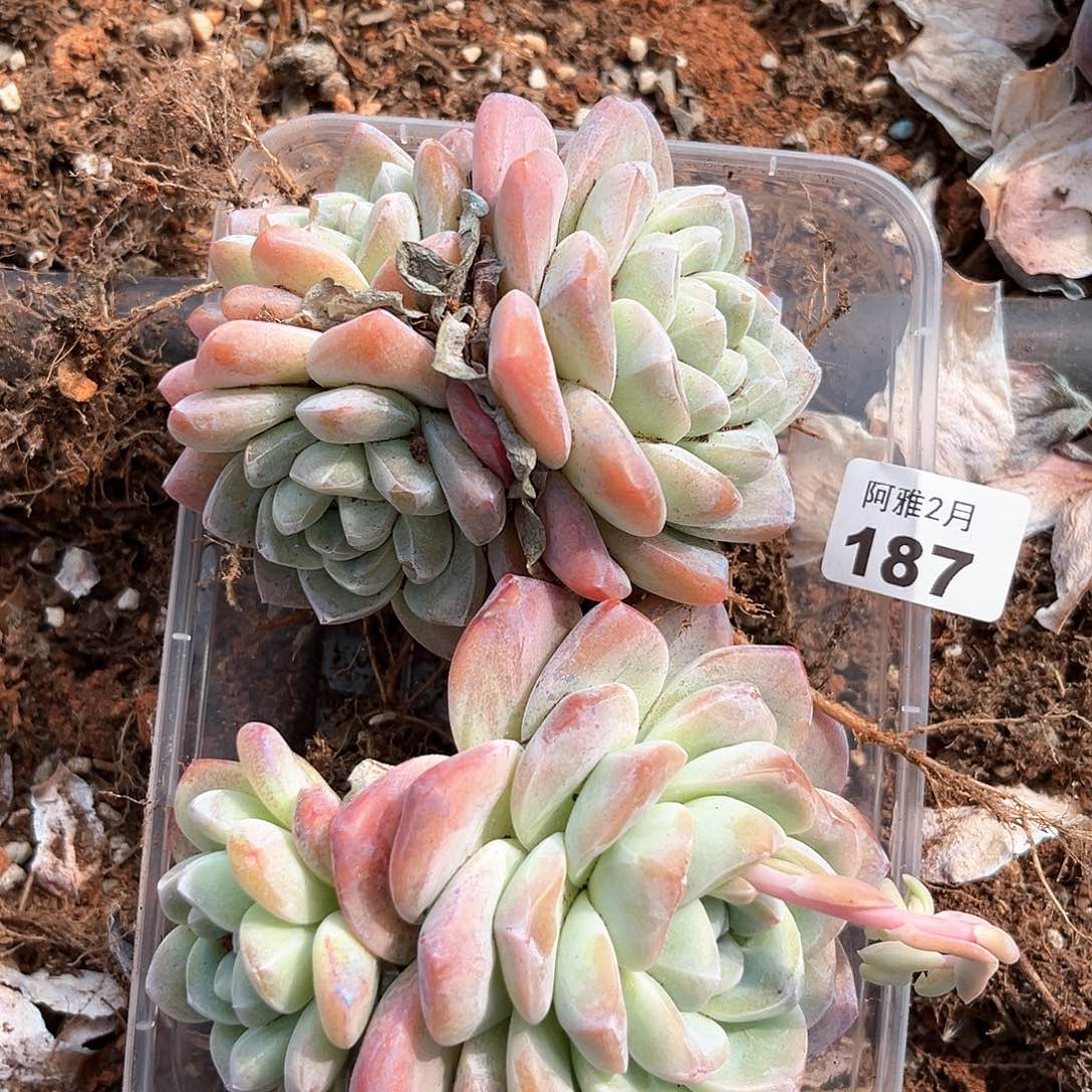 带桩发货。      187