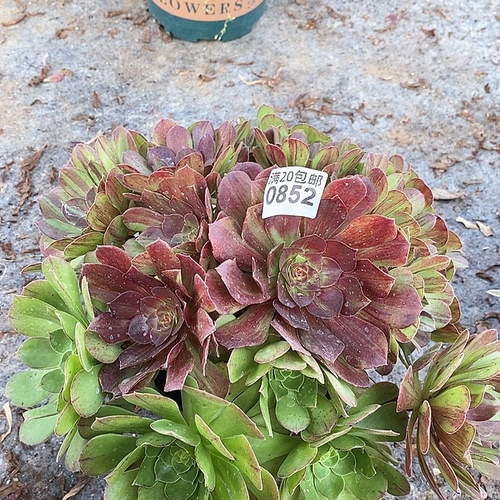 0852 一颗花月夜法师