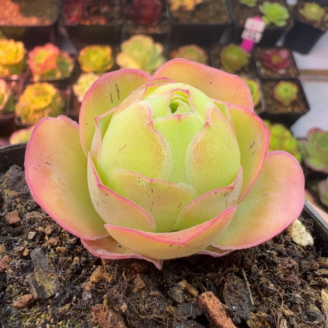 L33半城玫瑰琼台